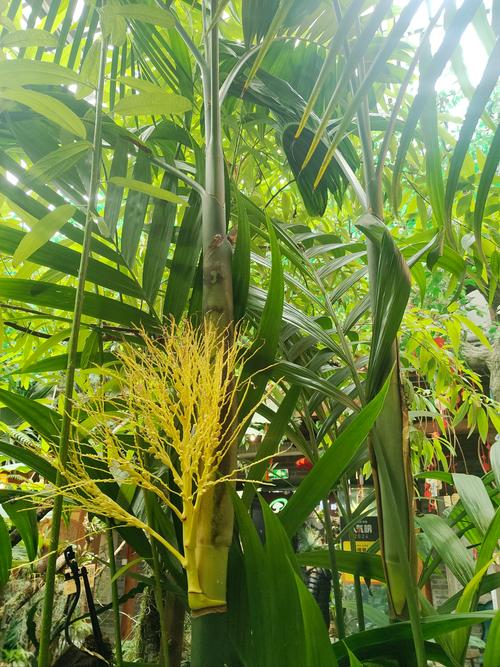 铁树会开花吗是什么意思，铁树会开花嘛?-第2张图片-优品飞百科