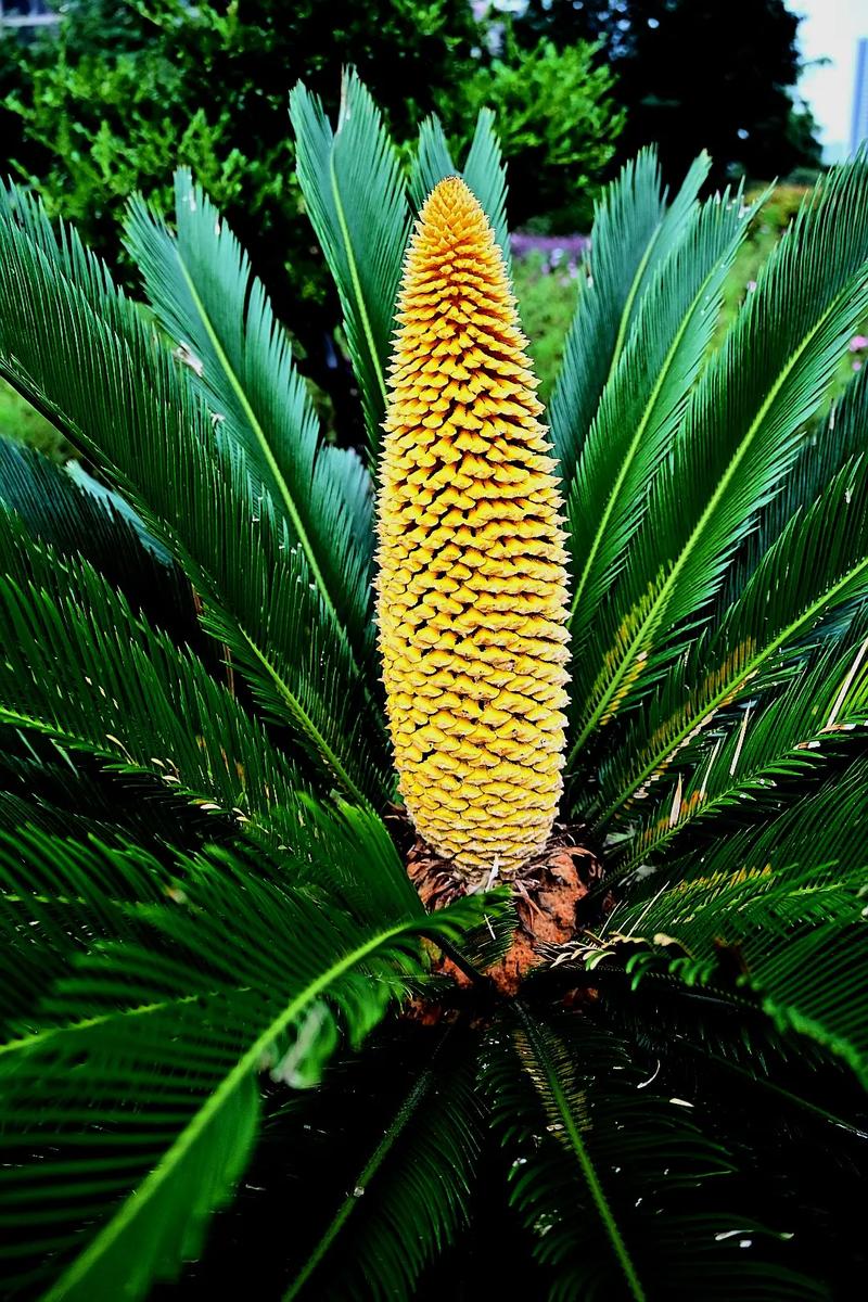 铁树会开花吗是什么意思，铁树会开花嘛?-第3张图片-优品飞百科