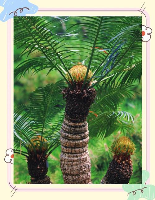 铁树会开花吗是什么意思，铁树会开花嘛?-第5张图片-优品飞百科