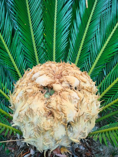 铁树会开花吗是什么意思，铁树会开花嘛?-第6张图片-优品飞百科