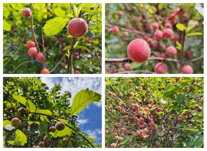 榆叶梅的果实能吃吗，榆叶梅的果实能吃吗有毒吗-第1张图片-优品飞百科