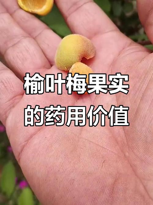 榆叶梅的果实能吃吗，榆叶梅的果实能吃吗有毒吗-第3张图片-优品飞百科