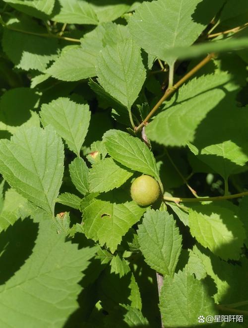 榆叶梅的果实能吃吗，榆叶梅的果实能吃吗有毒吗-第4张图片-优品飞百科