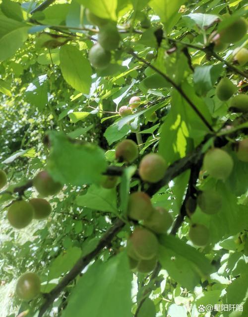 榆叶梅的果实能吃吗，榆叶梅的果实能吃吗有毒吗-第6张图片-优品飞百科