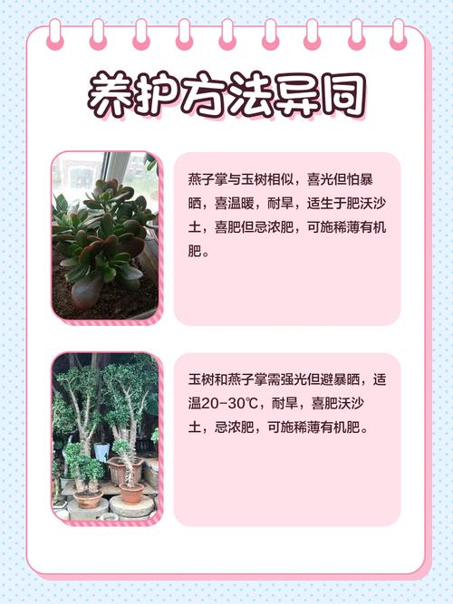 玉树有毒吗，玉树有毒吗可不可以在室内养？