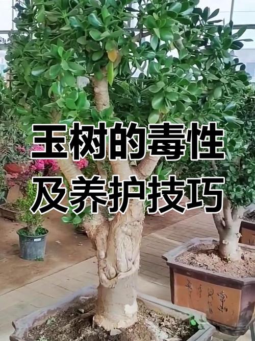 玉树有毒吗，玉树有毒吗可不可以在室内养？-第2张图片-优品飞百科