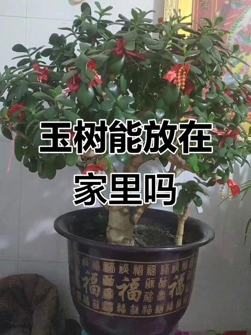玉树有毒吗，玉树有毒吗可不可以在室内养？-第3张图片-优品飞百科
