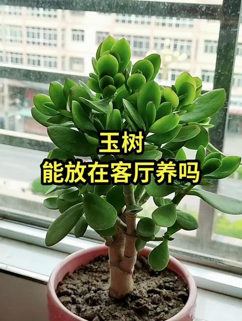 玉树有毒吗，玉树有毒吗可不可以在室内养？-第4张图片-优品飞百科