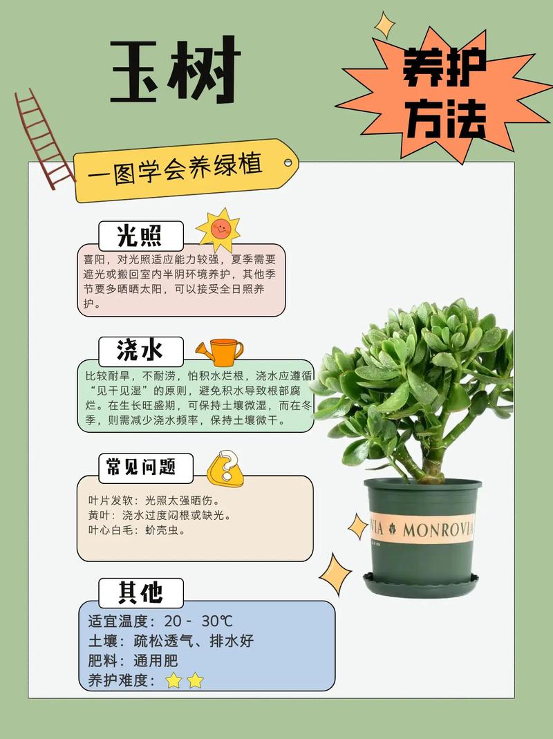 玉树有毒吗，玉树有毒吗可不可以在室内养？-第5张图片-优品飞百科