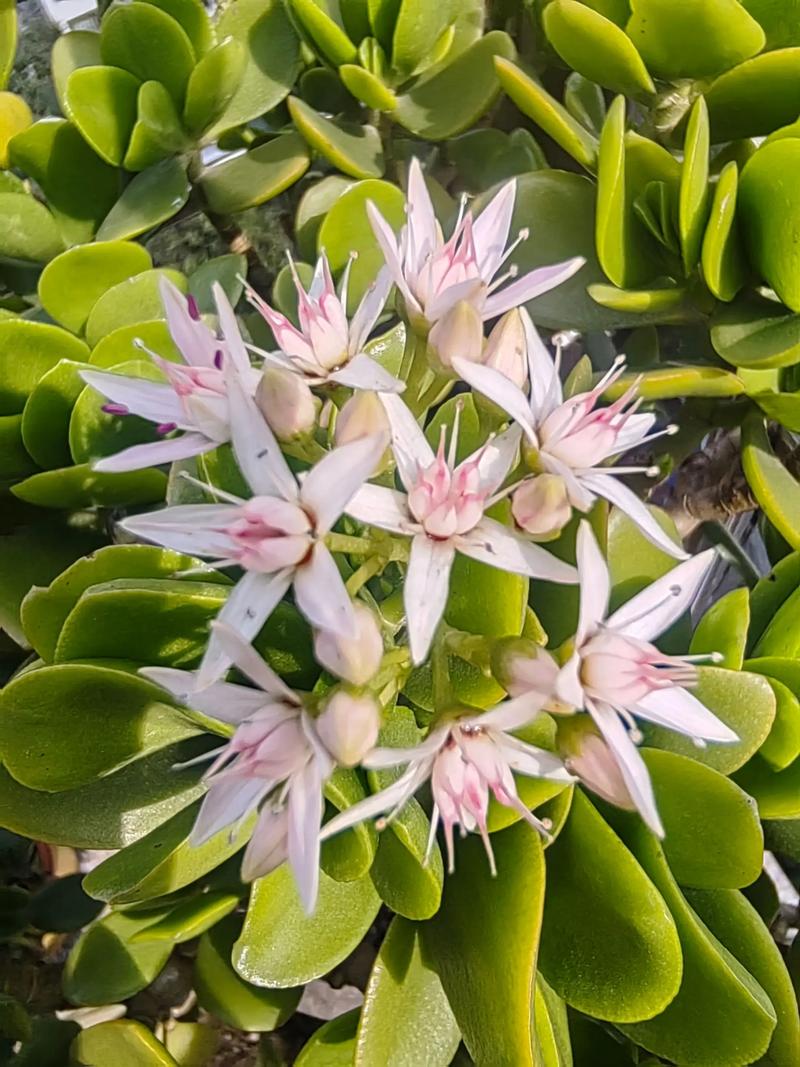 玉树有毒吗，玉树有毒吗可不可以在室内养？-第6张图片-优品飞百科