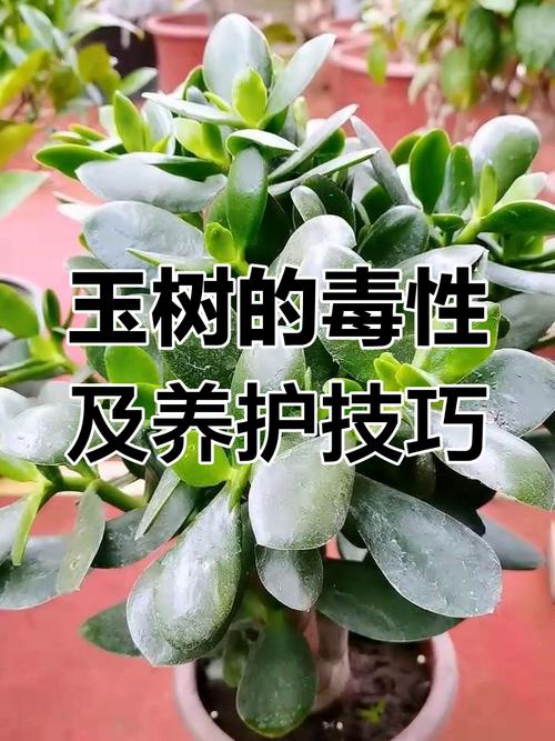 玉树有毒吗，玉树有毒吗可不可以在室内养？-第7张图片-优品飞百科