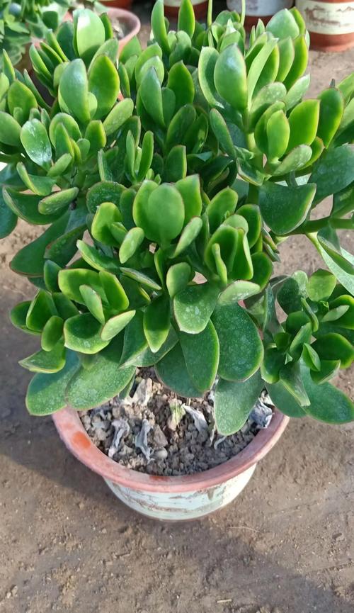 玉树有毒吗，玉树有毒吗可不可以在室内养？-第8张图片-优品飞百科