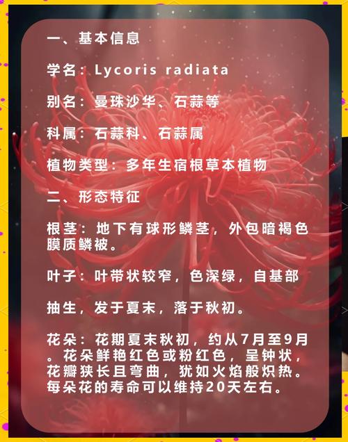 彼岸花为什么不能养？彼岸花招财还是破财？-第5张图片-优品飞百科