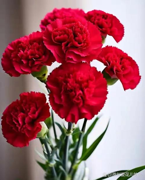 康乃馨有几种颜色，康乃馨有几种颜色代表什么意思？-第1张图片-优品飞百科