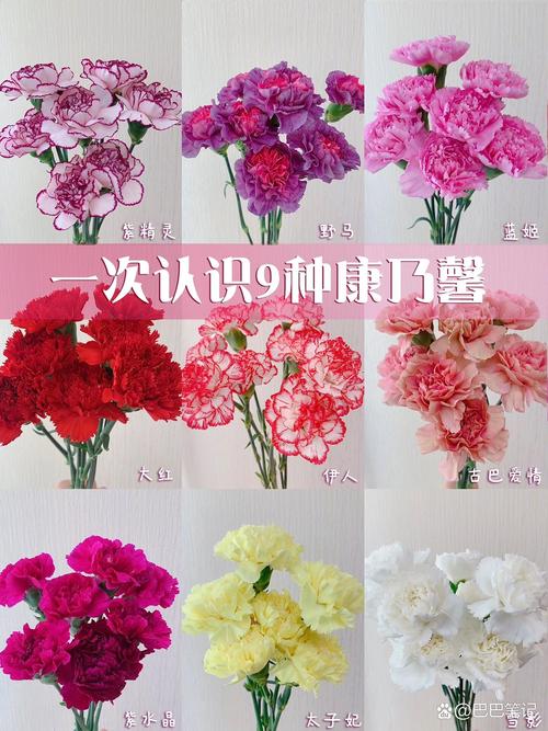 康乃馨有几种颜色，康乃馨有几种颜色代表什么意思？-第3张图片-优品飞百科
