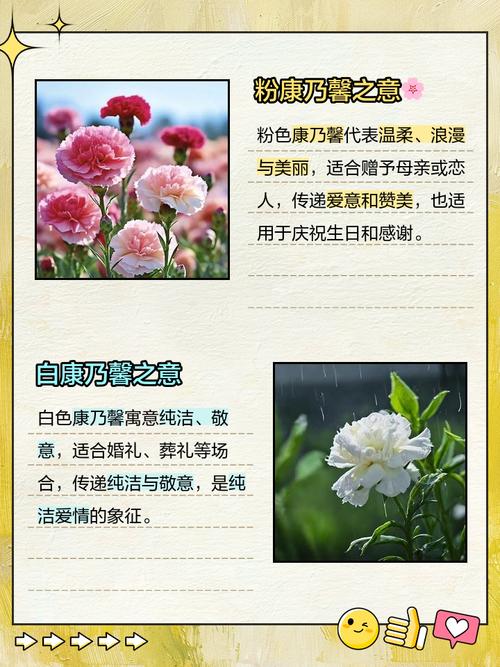 康乃馨有几种颜色，康乃馨有几种颜色代表什么意思？-第4张图片-优品飞百科