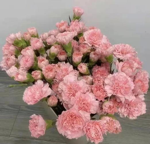 康乃馨有几种颜色，康乃馨有几种颜色代表什么意思？-第5张图片-优品飞百科