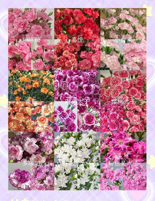 康乃馨有几种颜色，康乃馨有几种颜色代表什么意思？-第6张图片-优品飞百科