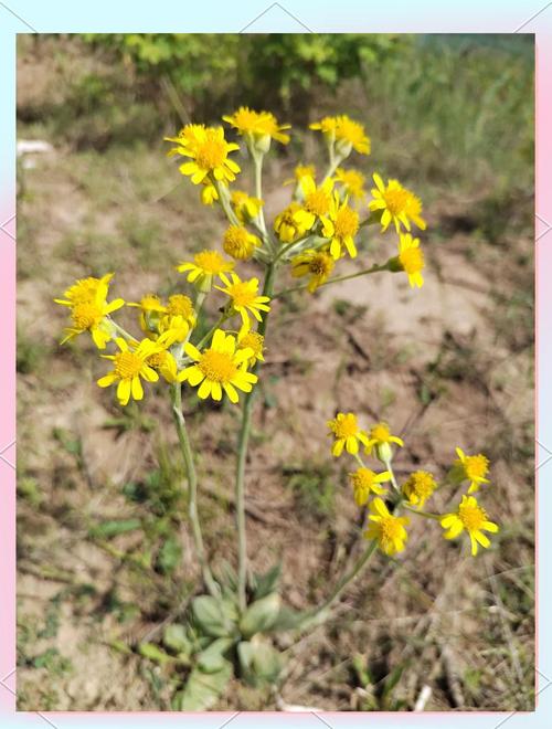 狗舌草的养殖方法和注意事项，狗舌草功效主治图片？-第2张图片-优品飞百科