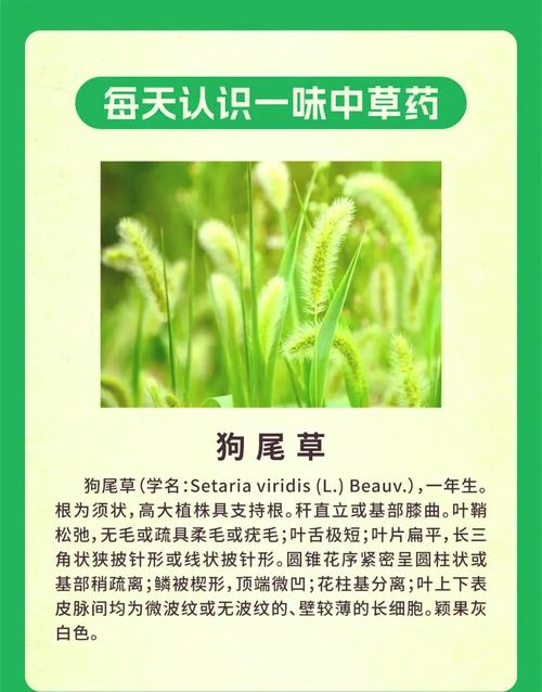 狗舌草的养殖方法和注意事项，狗舌草功效主治图片？-第3张图片-优品飞百科