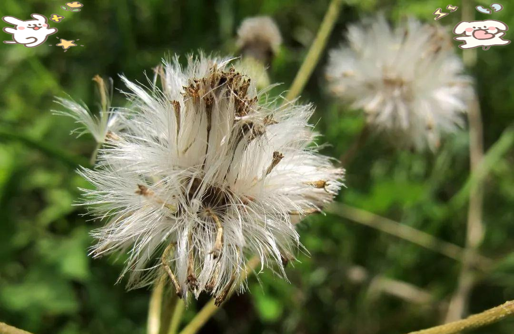 狗舌草的养殖方法和注意事项，狗舌草功效主治图片？-第4张图片-优品飞百科