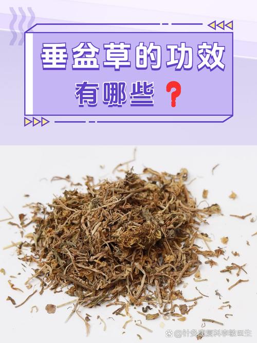 狗舌草的养殖方法和注意事项，狗舌草功效主治图片？-第5张图片-优品飞百科