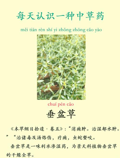 狗舌草的养殖方法和注意事项，狗舌草功效主治图片？-第6张图片-优品飞百科