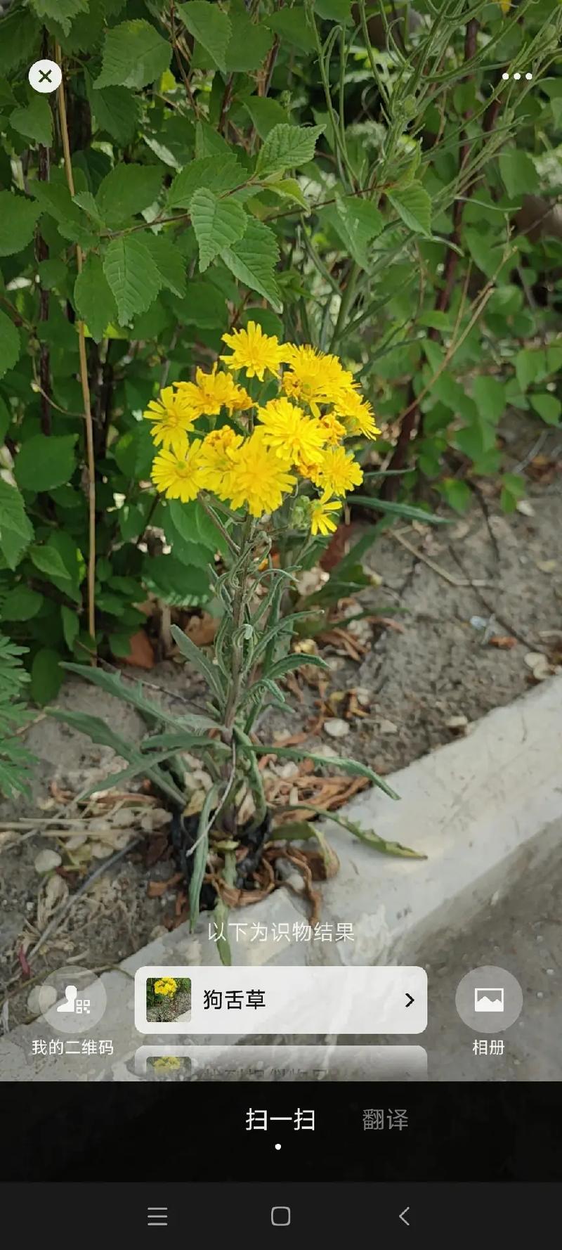 狗舌草的养殖方法和注意事项，狗舌草功效主治图片？-第7张图片-优品飞百科