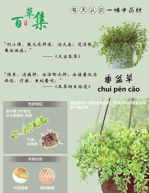 狗舌草的养殖方法和注意事项，狗舌草功效主治图片？-第8张图片-优品飞百科