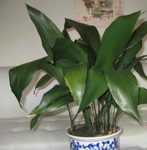 家里养一叶兰有什么作用，一叶兰养殖注意事项-第1张图片-优品飞百科