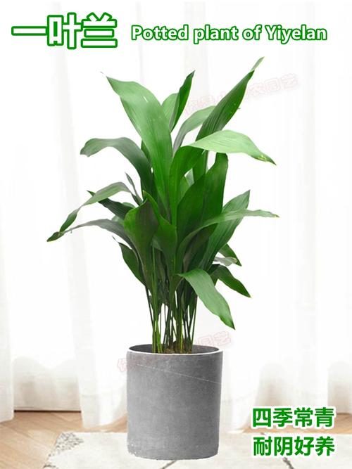 家里养一叶兰有什么作用，一叶兰养殖注意事项-第2张图片-优品飞百科