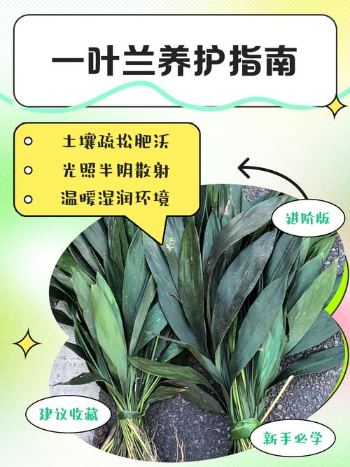 家里养一叶兰有什么作用，一叶兰养殖注意事项-第3张图片-优品飞百科