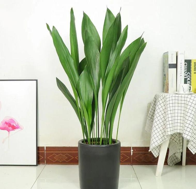 家里养一叶兰有什么作用，一叶兰养殖注意事项-第4张图片-优品飞百科