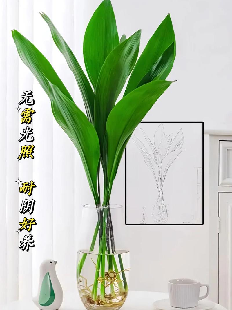 家里养一叶兰有什么作用，一叶兰养殖注意事项-第6张图片-优品飞百科