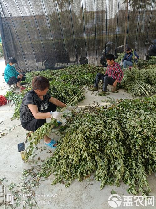 艾草是什么样子的,艾草多少钱一斤,艾草有种的么多少钱一斤-第2张图片-优品飞百科 艾草是什么样子的,艾草多少钱一斤,艾草有种的么多少钱一斤-第2张图片-优品飞百科