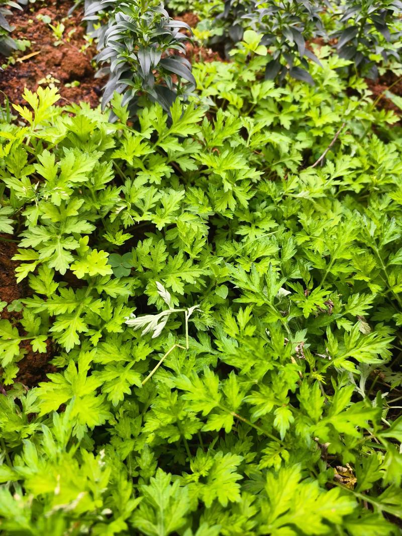 艾草是什么样子的,艾草多少钱一斤,艾草有种的么多少钱一斤-第3张图片-优品飞百科 艾草是什么样子的,艾草多少钱一斤,艾草有种的么多少钱一斤-第3张图片-优品飞百科