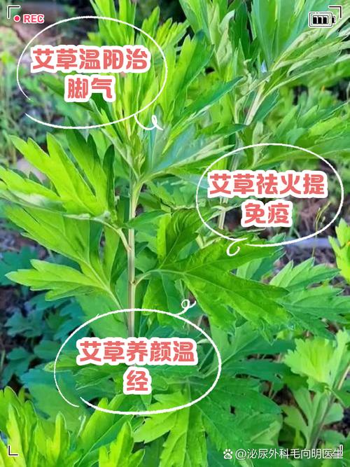 艾草是什么样子的,艾草多少钱一斤,艾草有种的么多少钱一斤-第4张图片-优品飞百科 艾草是什么样子的,艾草多少钱一斤,艾草有种的么多少钱一斤-第4张图片-优品飞百科