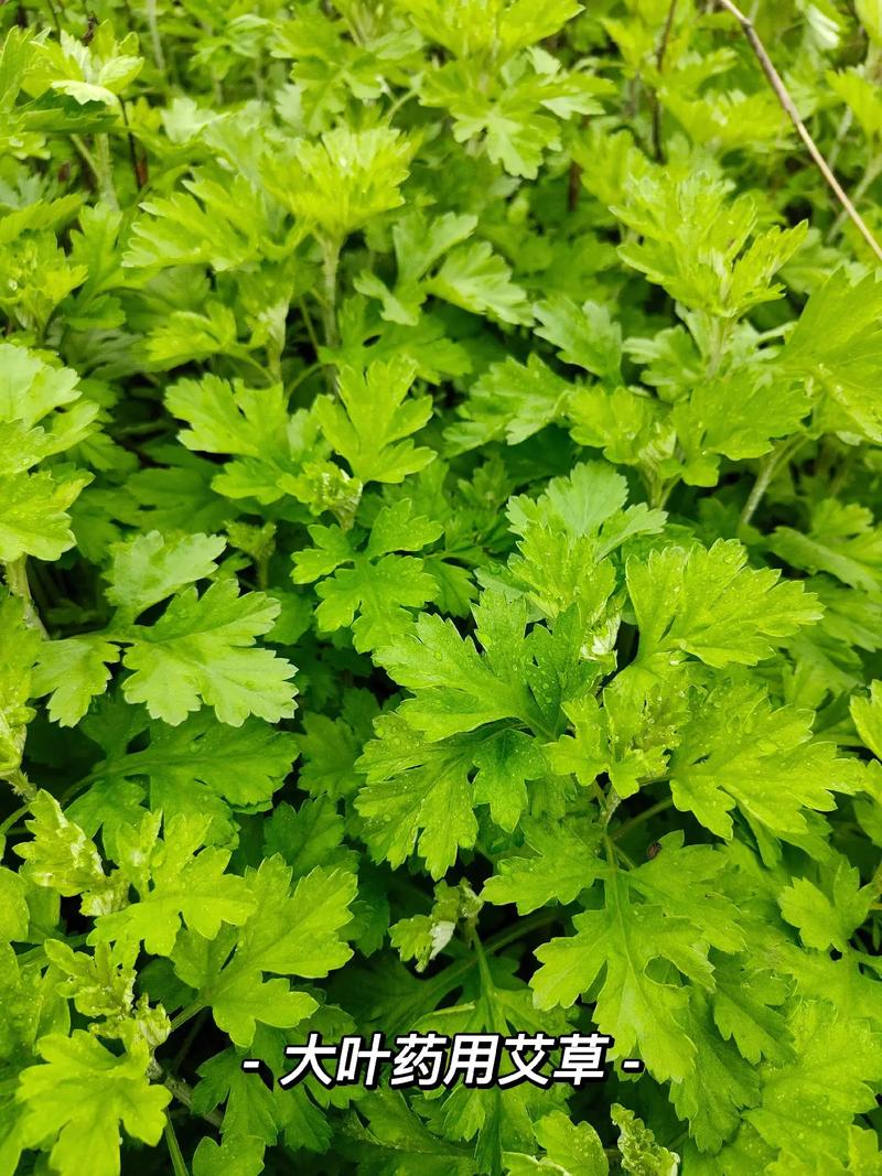 艾草是什么样子的,艾草多少钱一斤,艾草有种的么多少钱一斤-第5张图片-优品飞百科 艾草是什么样子的,艾草多少钱一斤,艾草有种的么多少钱一斤-第5张图片-优品飞百科