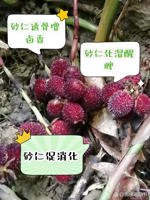 砂仁的主要价值，砂仁的主要价值有哪些-第1张图片-优品飞百科