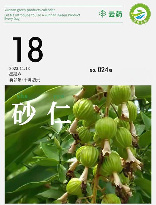 砂仁的主要价值，砂仁的主要价值有哪些-第2张图片-优品飞百科