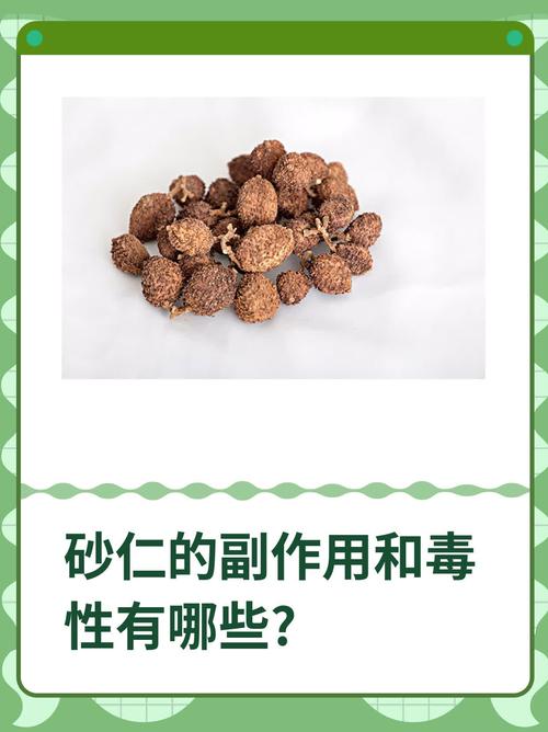 砂仁的主要价值，砂仁的主要价值有哪些-第3张图片-优品飞百科