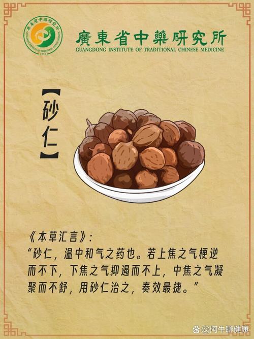 砂仁的主要价值，砂仁的主要价值有哪些-第4张图片-优品飞百科