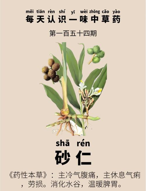 砂仁的主要价值，砂仁的主要价值有哪些-第6张图片-优品飞百科