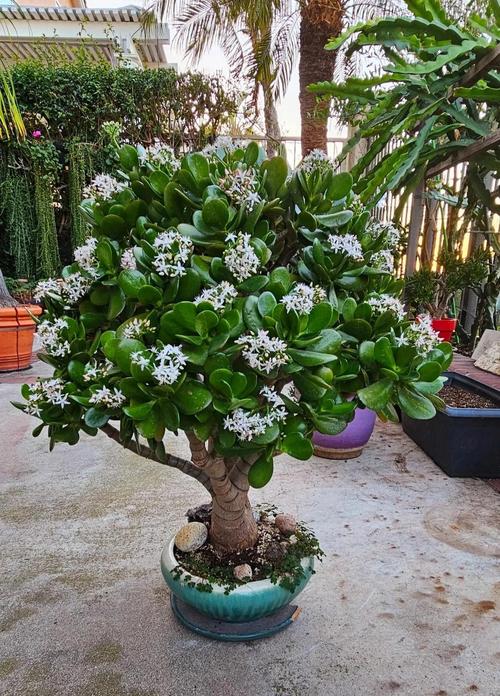 玉树放在家里吉祥吗？玉树适不适合放家里？-第2张图片-优品飞百科