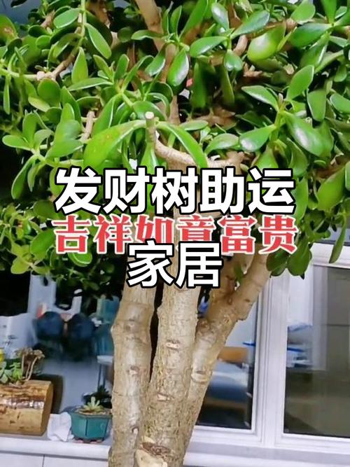 玉树放在家里吉祥吗？玉树适不适合放家里？-第3张图片-优品飞百科