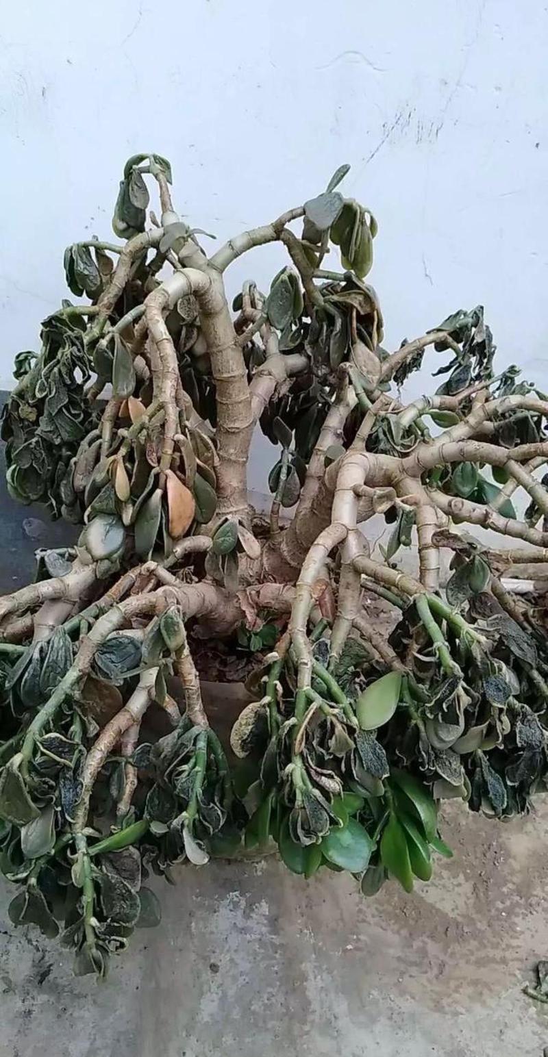 玉树放在家里吉祥吗？玉树适不适合放家里？-第4张图片-优品飞百科