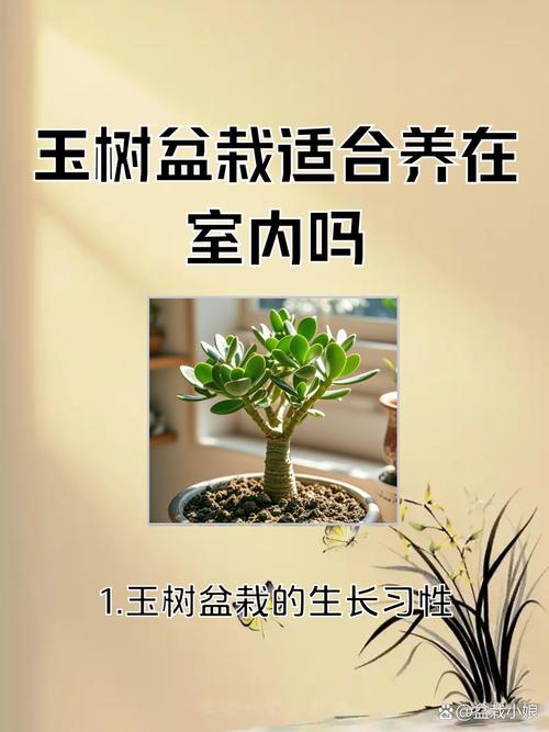玉树放在家里吉祥吗？玉树适不适合放家里？-第5张图片-优品飞百科