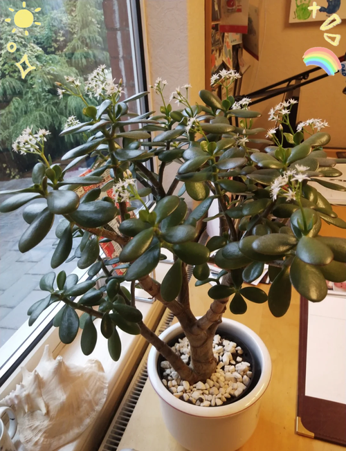 玉树放在家里吉祥吗？玉树适不适合放家里？-第6张图片-优品飞百科