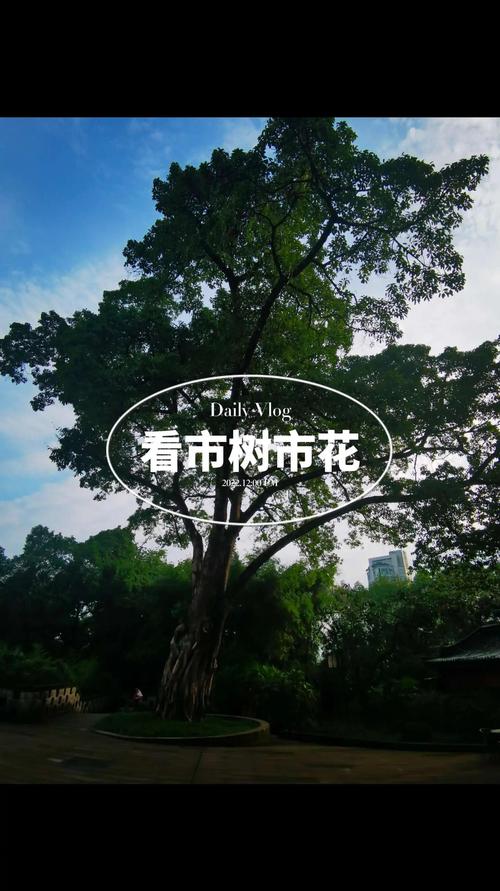 中山适合养什么花，市花和市树是什么？中山适合养什么花,市花和市树是什么花？-第1张图片-优品飞百科
