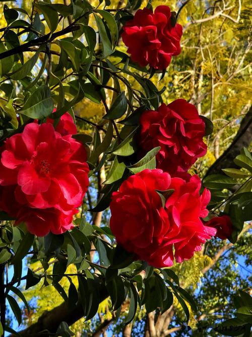 中山适合养什么花，市花和市树是什么？中山适合养什么花,市花和市树是什么花？-第2张图片-优品飞百科